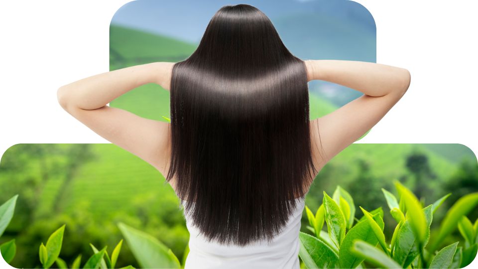 סגולות שמן עץ התה לשיער